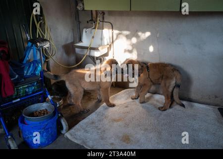 Phoebe, Leonberger Stock Photo