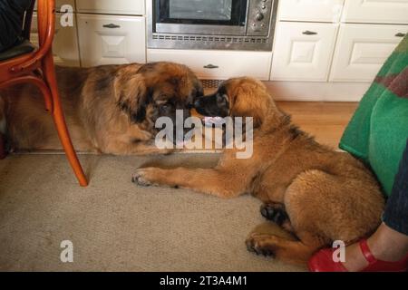 Phoebe, Leonberger Stock Photo