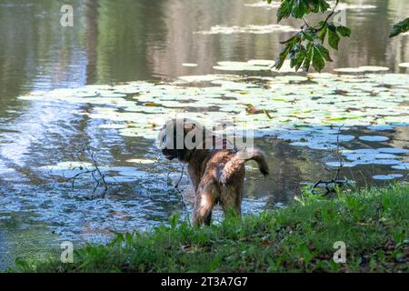 Phoebe, Leonberger Stock Photo