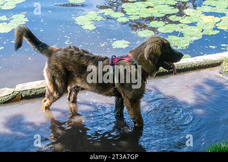 Phoebe, Leonberger Stock Photo