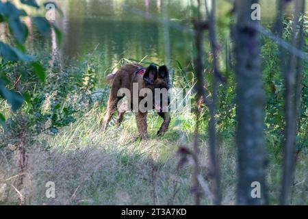 Phoebe, Leonberger Stock Photo