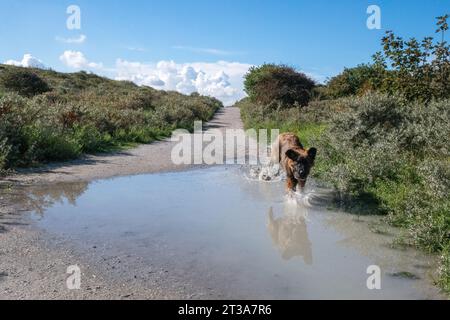 Phoebe, Leonberger Stock Photo