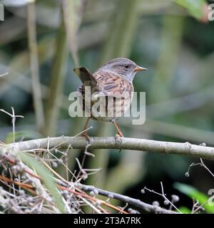 Dunnock, also known as the Hedge Sparrow (Prunella Modularis) Stock Photo