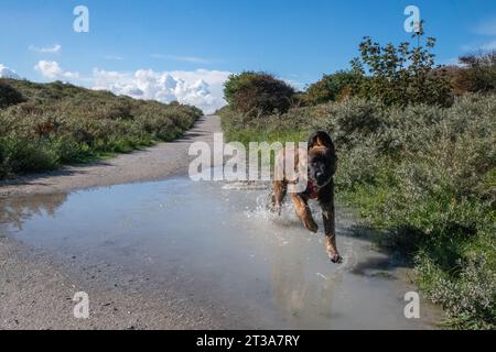 Phoebe, Leonberger Stock Photo