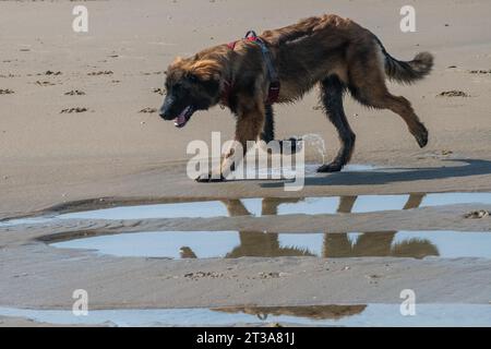 Phoebe, Leonberger Stock Photo