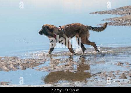 Phoebe, Leonberger Stock Photo