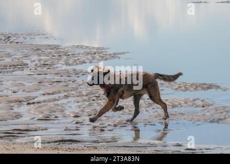 Phoebe, Leonberger Stock Photo