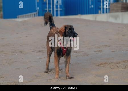 Phoebe, Leonberger Stock Photo
