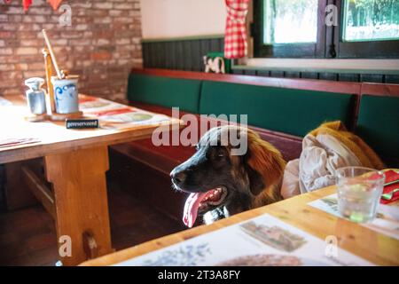 Phoebe, Leonberger Stock Photo