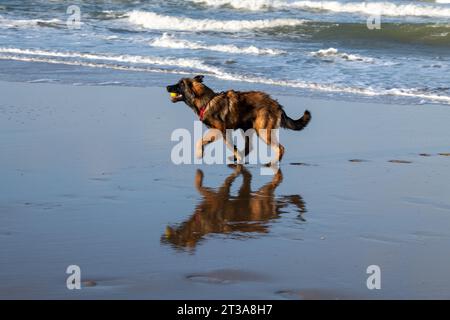 Phoebe, Leonberger Stock Photo