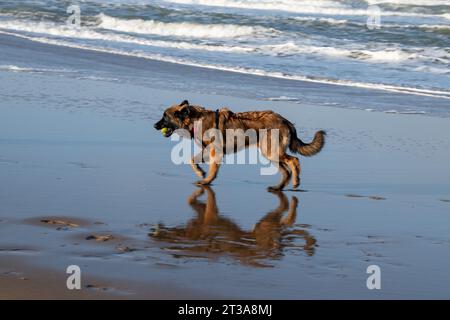 Phoebe, Leonberger Stock Photo