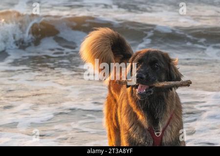 Phoebe, Leonberger Stock Photo