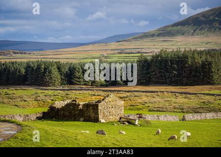 22.10.23 Ribblehead, North Yorkshire, UK. Deralict farm near to Ribblehead in the Yorkshire Dales Stock Photo