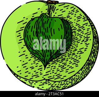 green amla sketch hand drawn vector Stock Vector