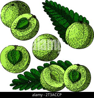 amla set sketch hand drawn vector Stock Vector