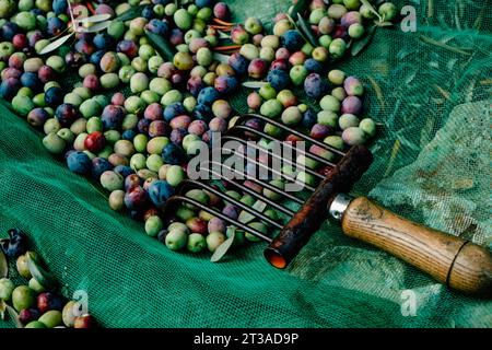 closeup of a comb-like tool used to collect the arbequina olives in Catalonia, Spain, next to some freshly collected olives on a green net on the grou Stock Photo