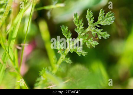 Anacyclus clavatus, White Buttons Leaf Stock Photo
