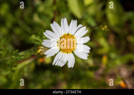 Anacyclus clavatus, White Buttons Flower Stock Photo