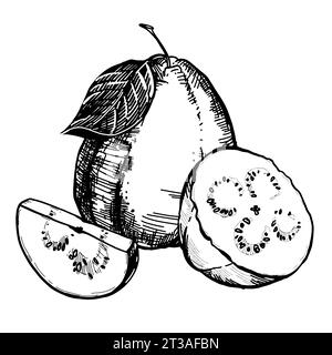 A hand-drawn black-and-white drawing of a whole guava fruit and slises. Vector illustration in graphic style. Elements for labels, postcards, stickers Stock Vector