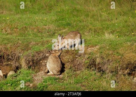 Two affectionate wild rabbits in Summer.  One rabbit is snuggling up to the other rabbit who seems to be kissing her head. Close up.  Scientific name: Stock Photo