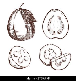 A hand-drawn black and white drawing of a guava fruit, a piece. Vector illustration in graphic style. Elements for labels, postcards, stickers, menus, Stock Vector