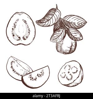 A hand-drawn black and white drawing of a guava fruit, a piece. Vector illustration in graphic style. Elements for labels, postcards, stickers, menus, Stock Vector