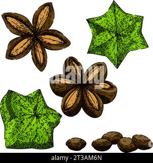 sacha inchi set sketch hand drawn vector Stock Vector