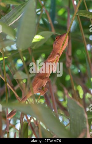 A pink coloured Panther Chameleon (Furcifer pardalis) sitting on a thin branch in Madagascar Stock Photo