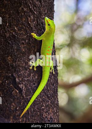 A vibrant green Madagascar Giant Day Gecko (Phelsuma grandis) sitting on a tree trunk Stock Photo