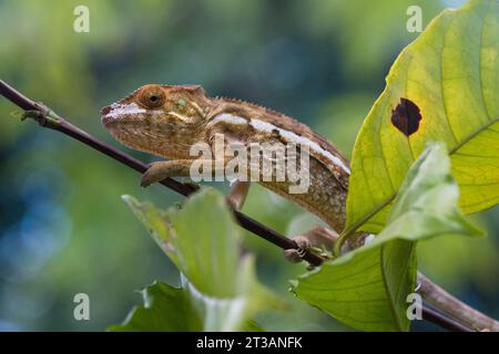Closeup of a brown Chameleon with a pattern on its skin sitting on a thin branch in Madagascar Stock Photo