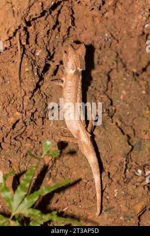 Closeup of a Plated Leaf Chameleon (Brookesia stumpffi) small brown animal that looks like a dead plant leaf Stock Photo