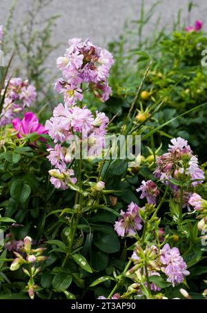 SAPONARIA OFFICINALIS Common soapwort Stock Photo