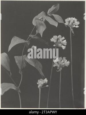 107. Allium tricoccum - fruit of Uvularia grandiflora, wild leek, wild onion Stock Photo