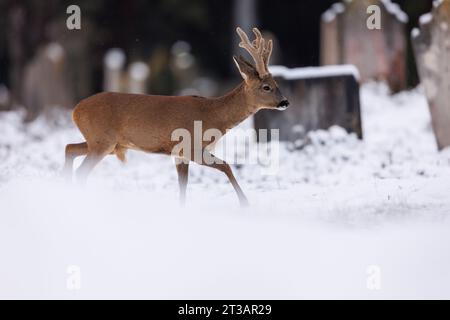 Roe buck with large velvet antlers in the falling snow Stock Photo