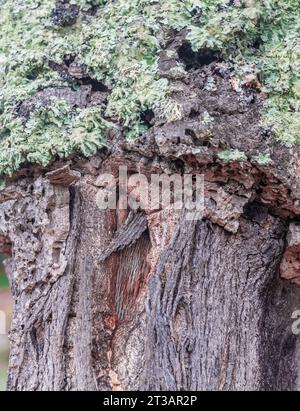 peeled bark of cork oak Stock Photo