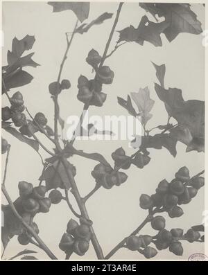 281. Quercus ilicifolia, bear or black scrub oak Stock Photo