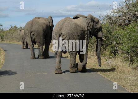 Three African elephant walking in road, Loxodonta africa, large land animal, Hlulhluwe Umfolozi nature park, South Africa, wildlife travel safari Stock Photo