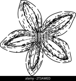 plant sacha inchi sketch hand drawn vector Stock Vector