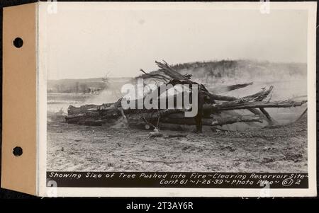 Contract No. 61, Clearing West Branch, Quabbin Reservoir, Belchertown, Pelham, Shutesbury, New Salem, Ware (including in areas of former towns of Enfield and Prescott), showing size of tree pushed into fire, Quabbin Reservoir, Mass., Jan. 26, 1939 Stock Photo