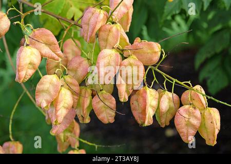 seed-pods-of-a-golden-rain-tree-koelreuteria-paniculata-stock-photo