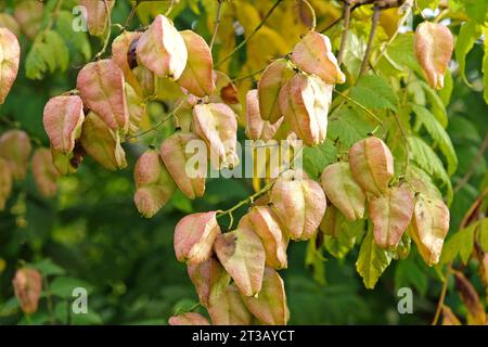 Golden seed pods of the Koelreuteria paniculata, also known as Pride of India or Golden Rain tree, Ôrose lanternÕ during the autumn. Stock Photo