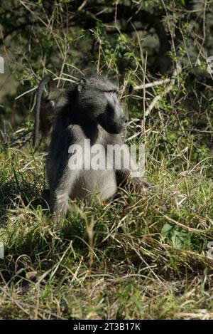 Beautiful adult Chacma Baboon, Papio ursinus, sitting in natural habitat, Hluhluwe nature reserve, South Africa, travel safari, animal expression Stock Photo