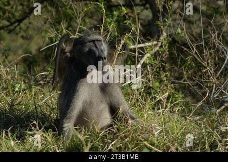 Beautiful adult Chacma Baboon, Papio ursinus, sitting in natural habitat, Hluhluwe nature reserve, South Africa, travel safari, animal expression Stock Photo