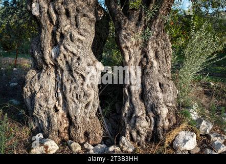 Ancient olive tree (Olea Europe) that has split in two, Paphos district, Cyprus. Stock Photo