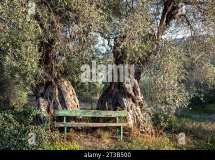 Ancient olive tree (Olea Europe) and rustic wooden bench, Paphos district, Cyprus. Stock Photo