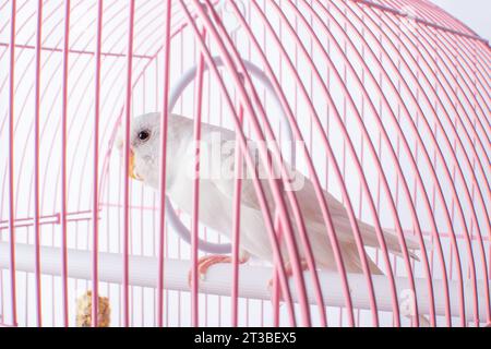 A white budgie sits in a pink cage. Stock Photo