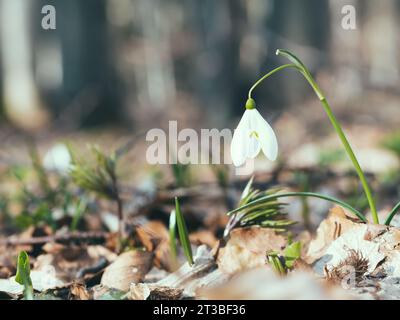 One single isolated Galanthus nivalis, the snowdrop or common snowdrop in the forest Stock Photo