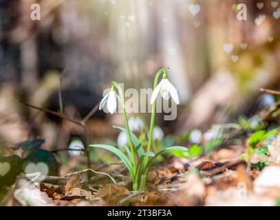 Two Galanthus nivalis, the snowdrop or common snowdrop in the forest. Small white flower of spring. Stock Photo