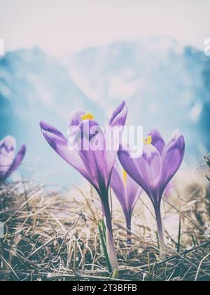 A bouquet of Crocus heuffelianus or Crocus vernus (spring crocus, giant crocus) purple flowers on the mountain pasture and the snowy peaks of Carpathi Stock Photo