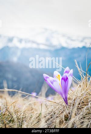 Close up detail with a Crocus heuffelianus or Crocus vernus (spring crocus, giant crocus) purple flower blooming in the spring. Carpathian Mountains l Stock Photo